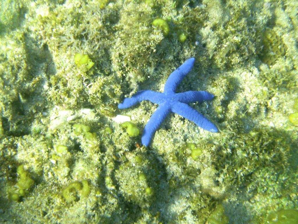 Blue Seastar Cottages Agpudlos Esterno foto